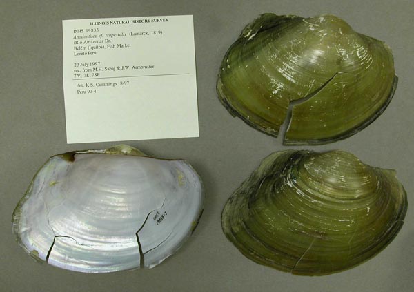 specimen