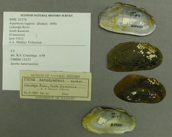 specimen