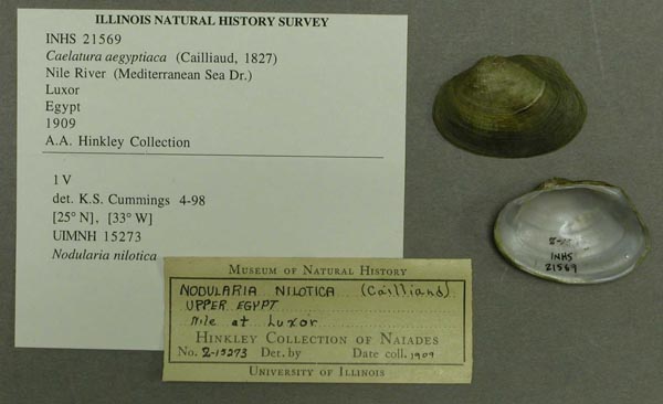 specimen