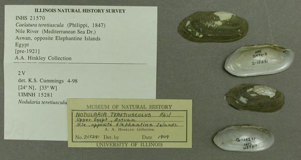 specimen