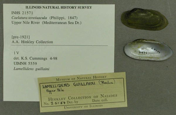 specimen