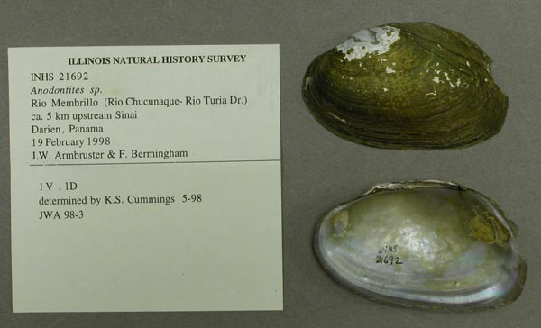 specimen