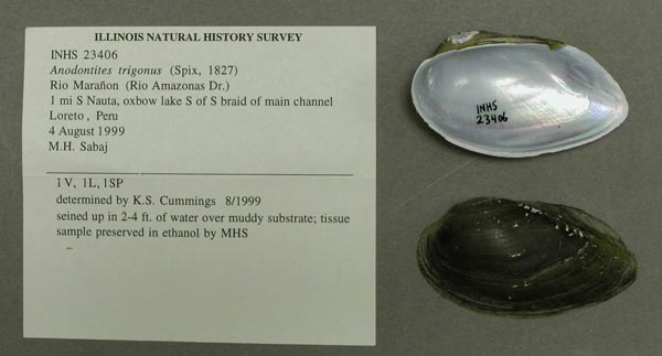 specimen