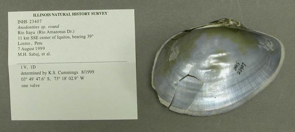 specimen