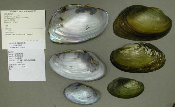 specimen
