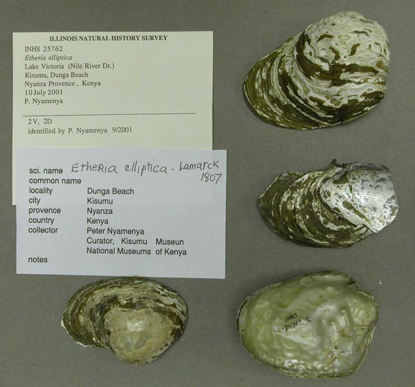 specimen