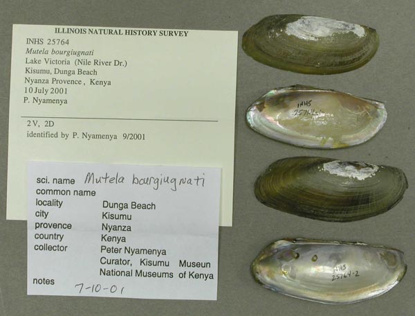 specimen