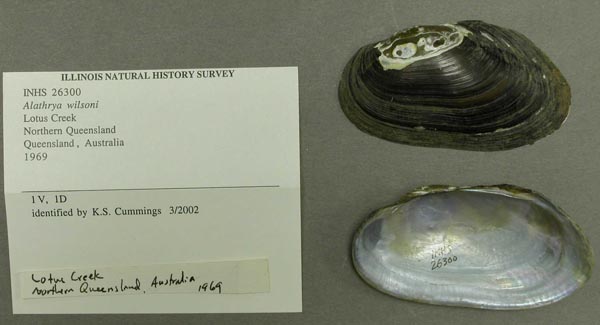 specimen