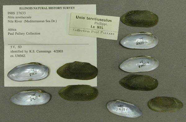 specimen