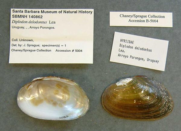 specimen