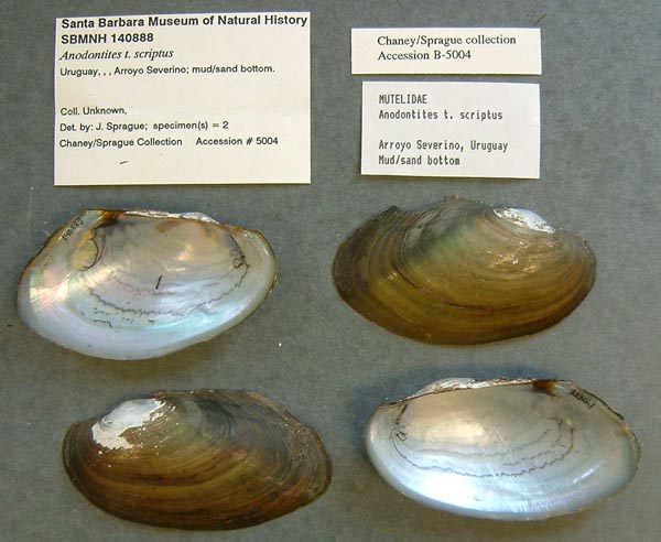 specimen