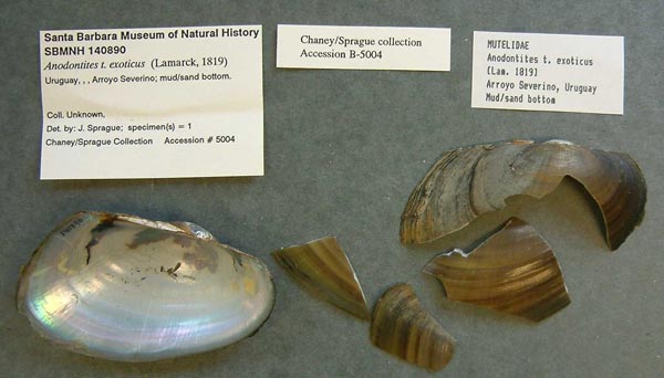 specimen
