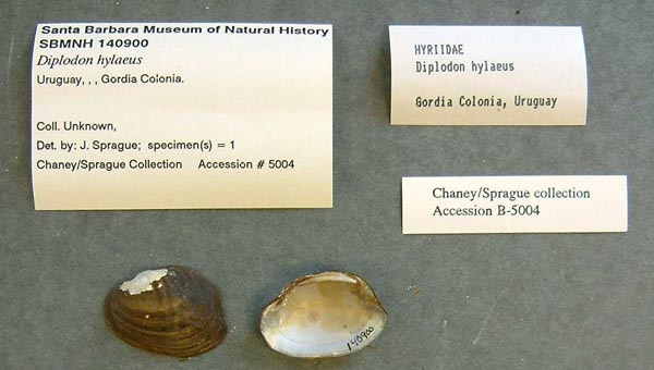 specimen