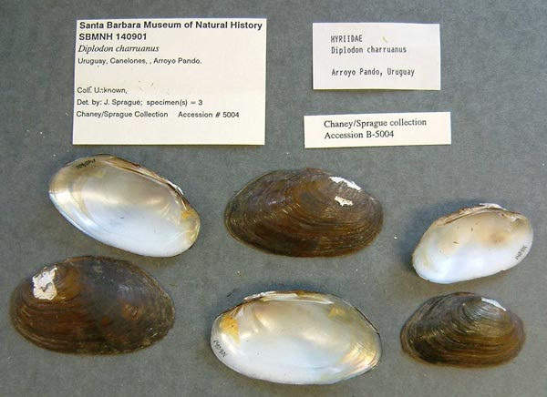 specimen