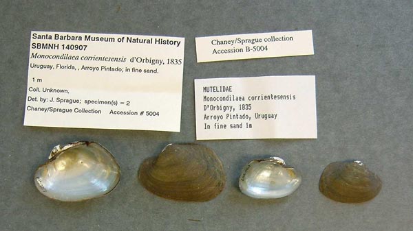 specimen