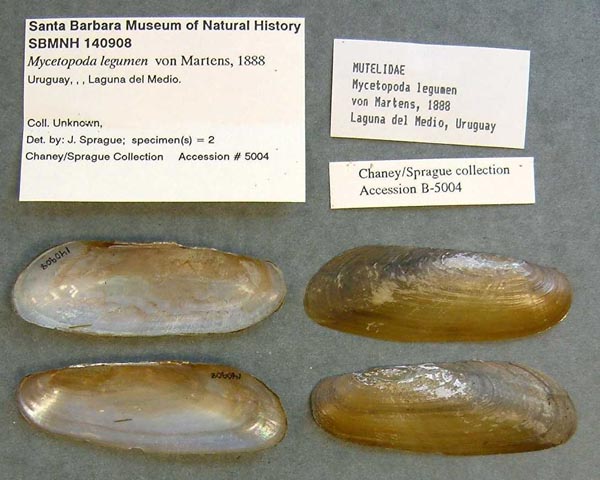 specimen