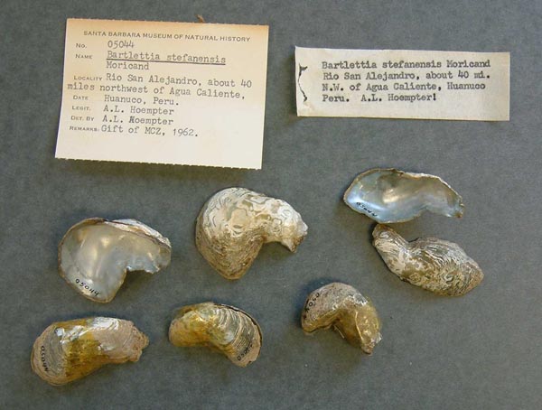 specimen