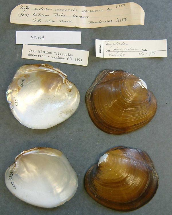 specimen