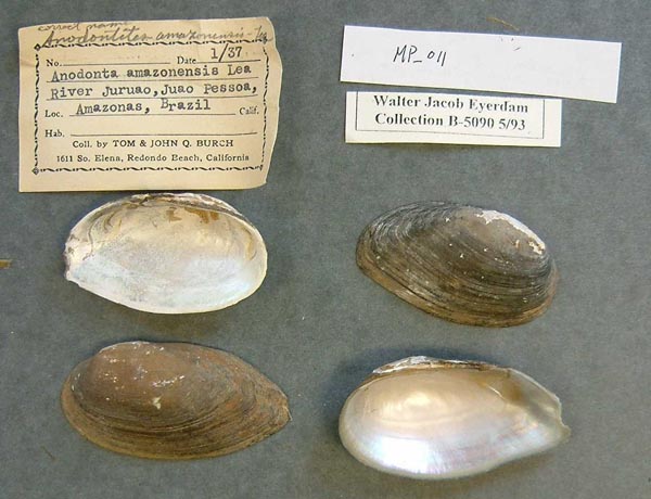 specimen