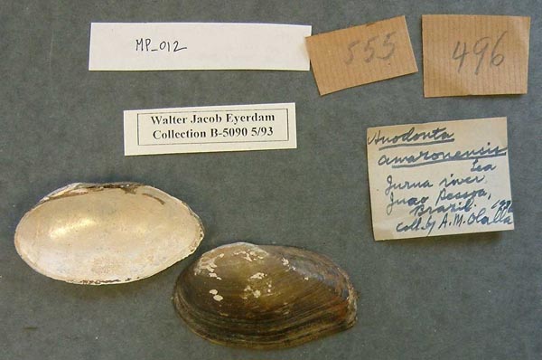 specimen
