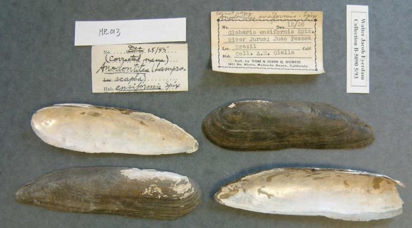 specimen