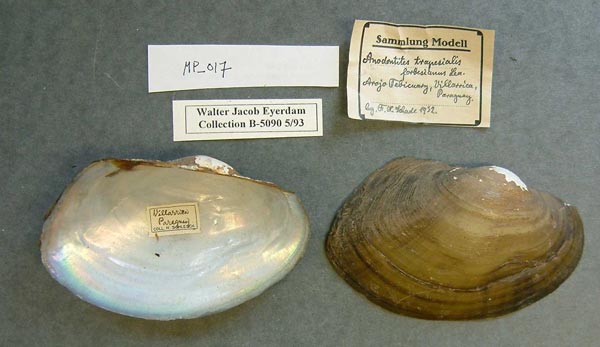 specimen