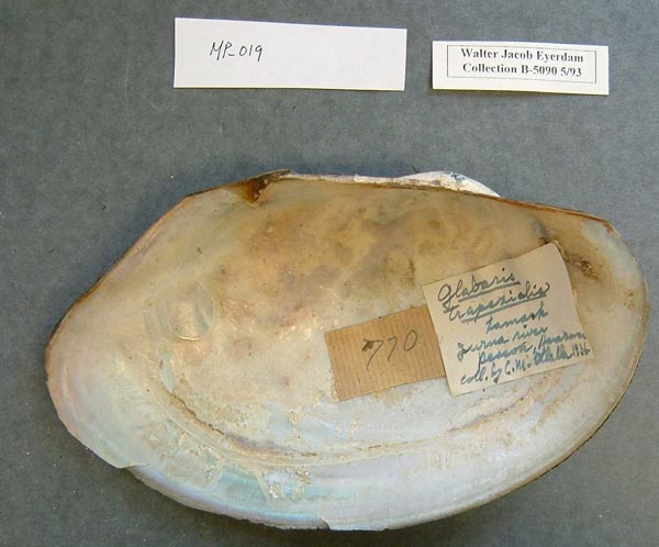 specimen