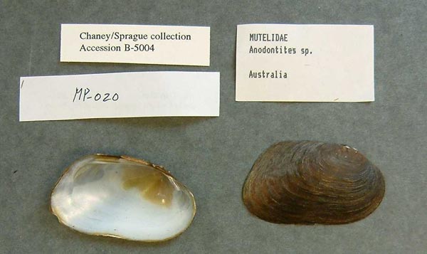 specimen