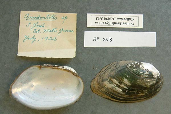 specimen