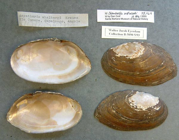 image of lot SBMHN_80258 image of lot SBMHN_80258