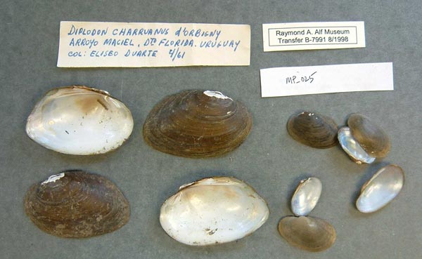 image of lot SBMHN_367476 image of lot SBMHN_367476