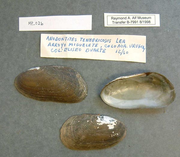 specimen