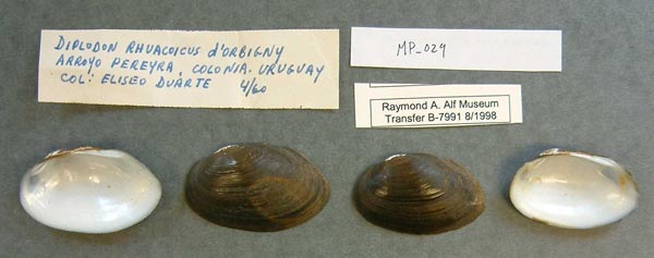 specimen