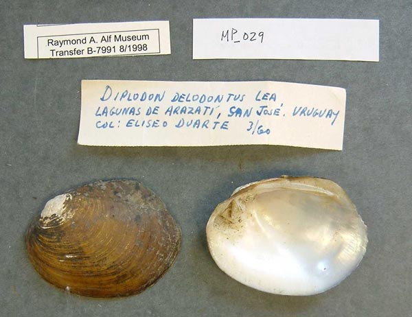 specimen