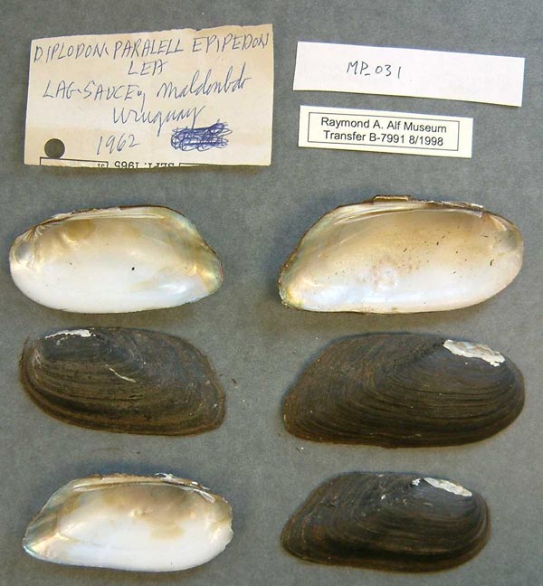 specimen