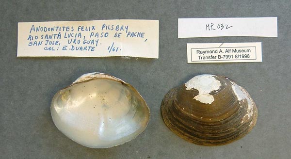 specimen