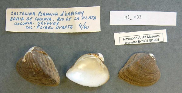 specimen