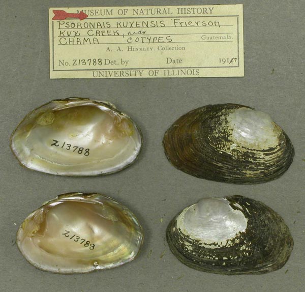 specimen