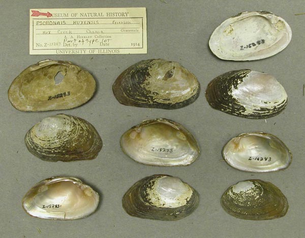 specimen