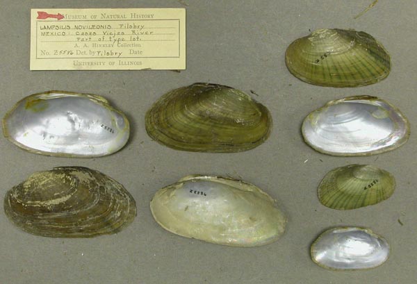 specimen