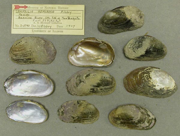 specimen