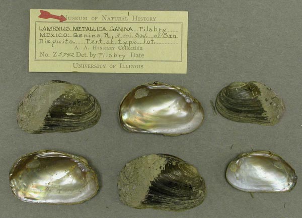 specimen