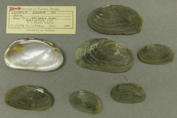specimen
