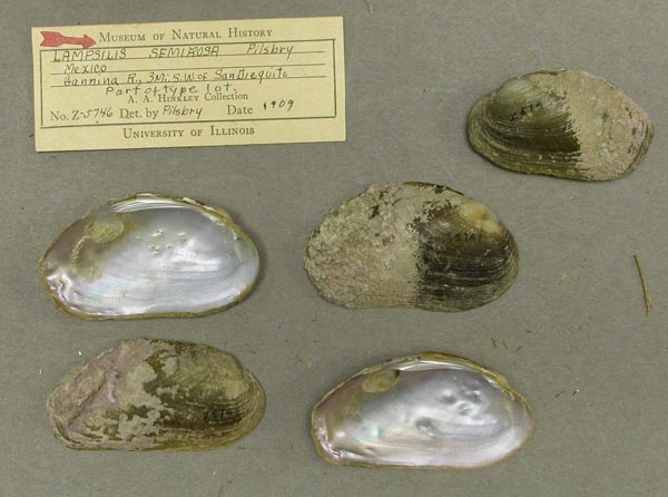specimen