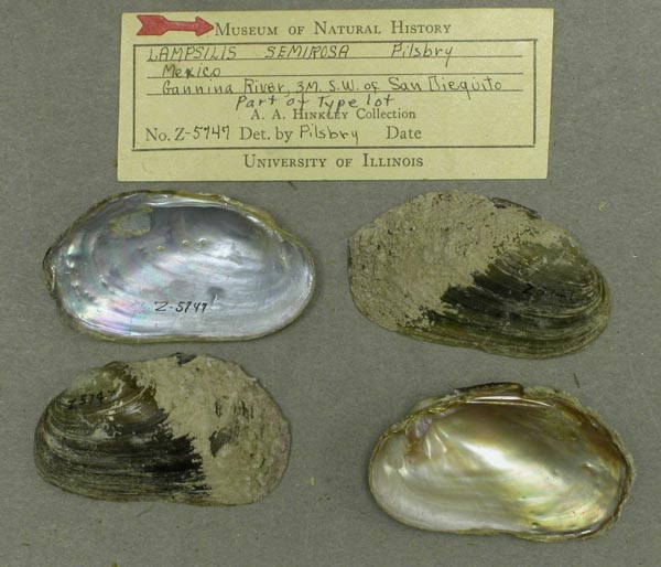 specimen