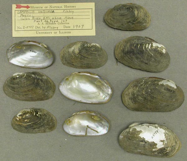 specimen