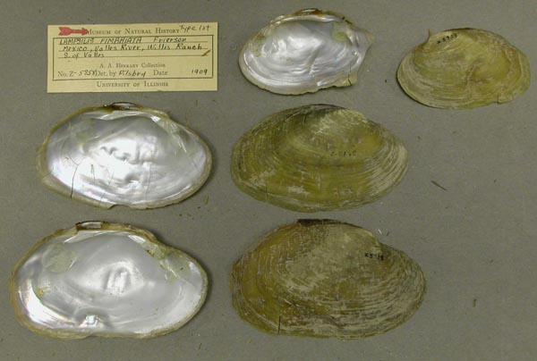 specimen
