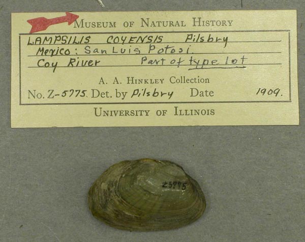 specimen