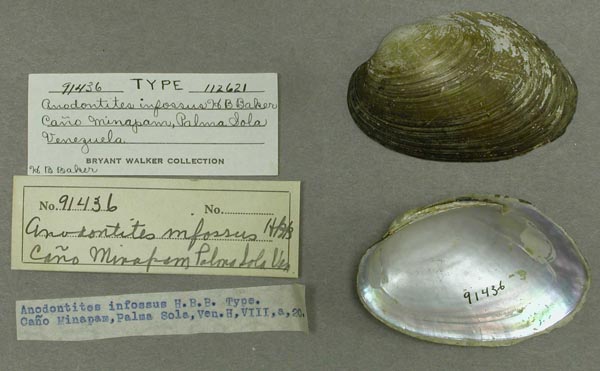 specimen