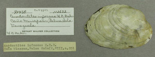 specimen